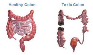 digestive tract