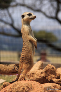 meerkat sentinel